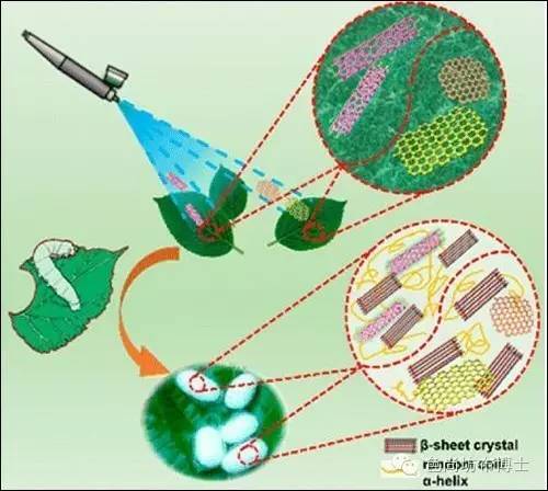 清华大学科学家们脑洞大开，让吃下“石墨烯”的蚕宝宝吐出超强丝