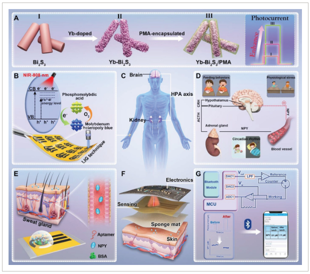 湖北大学《AFM》：近红外可激发 POM 封装Yb-Bi2S3修饰石墨烯，用于穿戴式光电化学传感