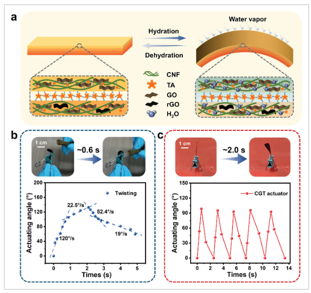 四川大学《Small》：受松果开合启发！一种基于纤维素-石墨烯的致动器，用于实际应用潜力的智能设备