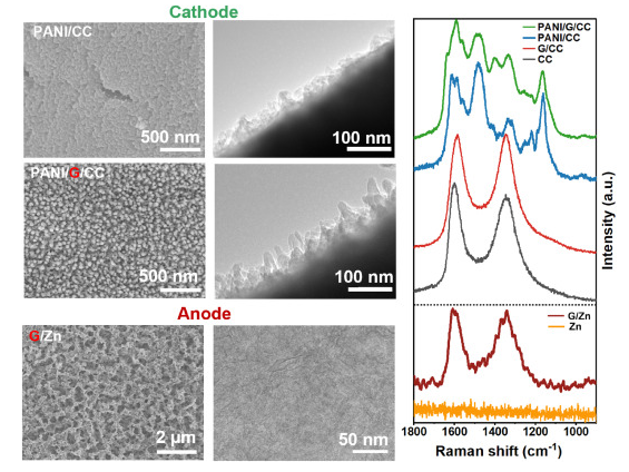 东华大学《Carbon》：受“一鱼两吃”启发，PANI/G/CC||G/Zn电池，增强水性锌离子电池的动力学和循环稳定性