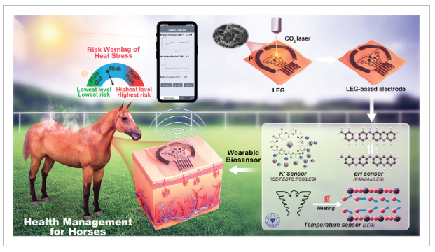 浙江大学《Adv Sci》：基于激光雕刻石墨烯的连续汗液分析贴片，用于马匹热应激管理