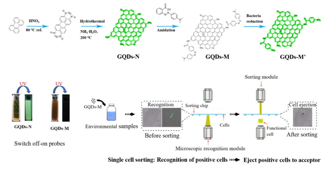 用户文章丨《Frontiers in Microbiology》一种新的石墨烯量子点探针用于环境偶氮呼吸活性菌的分离