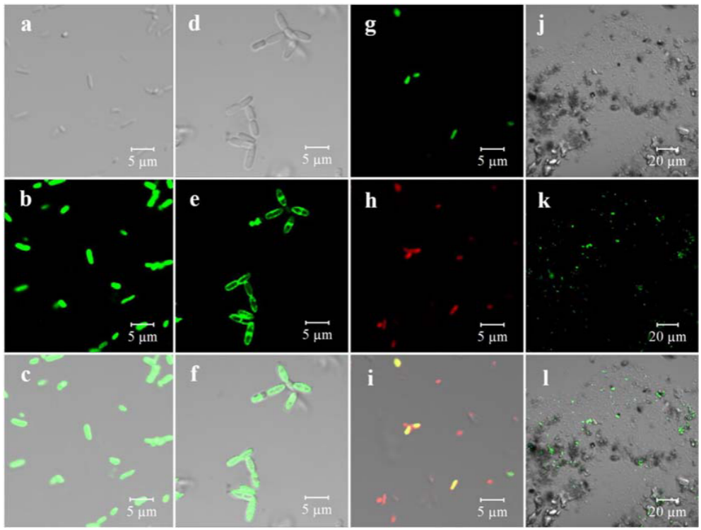 用户文章丨《Frontiers in Microbiology》一种新的石墨烯量子点探针用于环境偶氮呼吸活性菌的分离