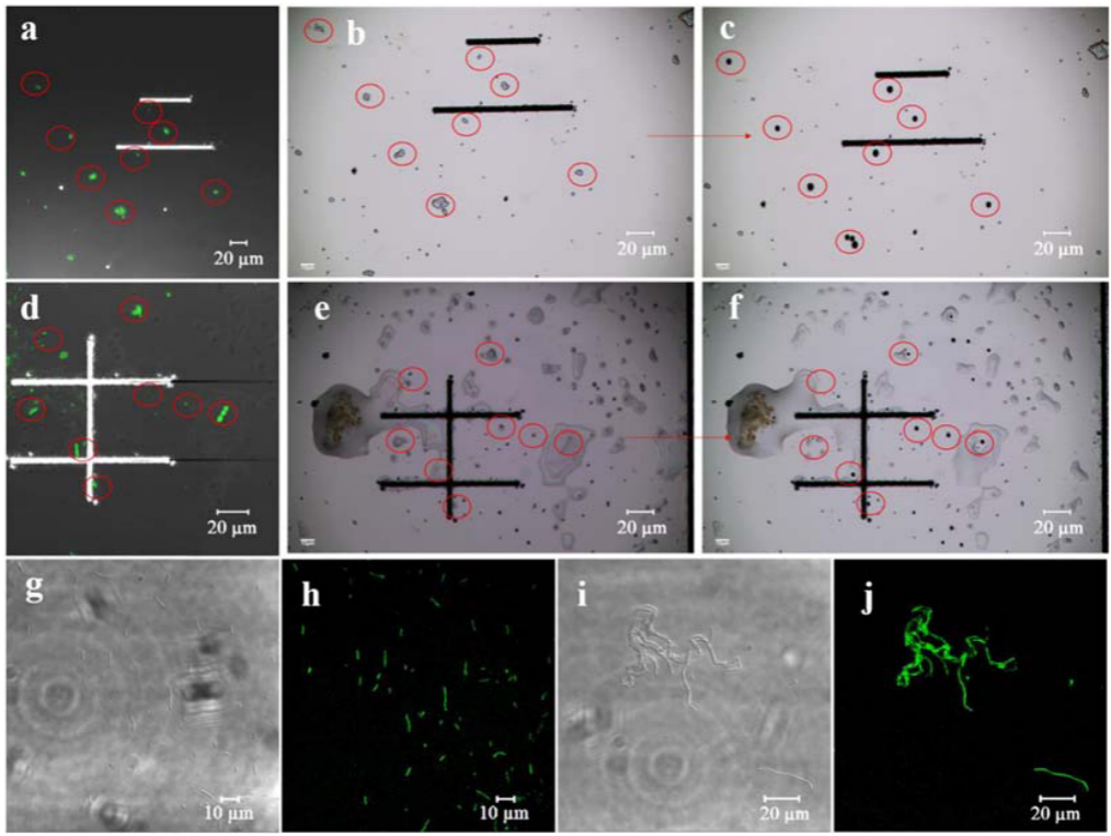 用户文章丨《Frontiers in Microbiology》一种新的石墨烯量子点探针用于环境偶氮呼吸活性菌的分离