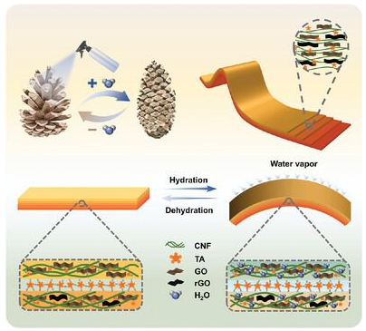 四川大学《Small》：受松果开合启发！一种基于纤维素-石墨烯的致动器，用于实际应用潜力的智能设备