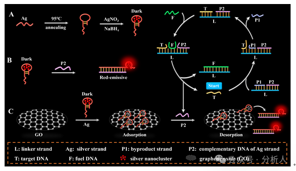 Analytical Chemistry：升级版点亮型生物检测平台：熵驱动催化电路操纵氧化石墨烯表面新型DNA银纳米簇的构型转化