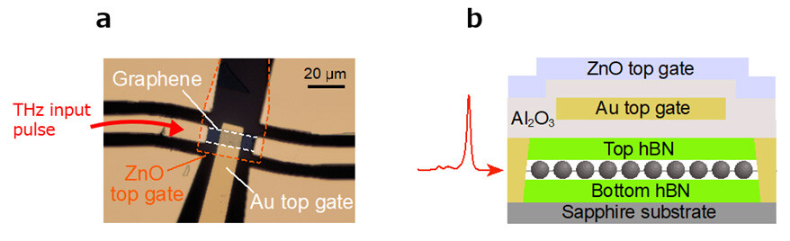 Figure 3 (a): By inserting a graphene device on the waveguide shown in Fig. 2 (a), the THz input pulse was converted into a graphene plasmon. (b): Cross-sectional diagram of a graphene device. The Au top gate controls the phase and amplitude of graphene plasmon, and the ZnO (zinc oxide) top gate increases the conversion efficiency between electrical pulse and plasmon.