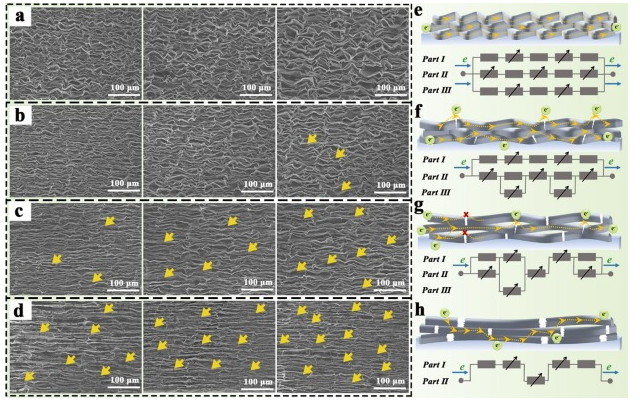 辽宁大学《CEJ》：PDMS/MXene/rGO可穿戴应变传感器，用于人体运动检测