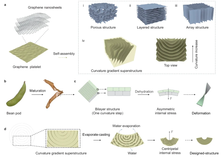 清华/北理工等《Nat Commu》：蒸发铸造曲率梯度石墨烯超结构，用于超高强度结构材料