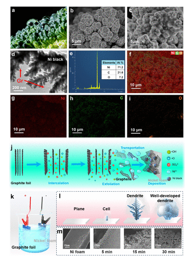 长春工业大学《Nano Lett》：西兰花状黑镍/石墨烯复合膜，用于太阳能热能转换海水淡化