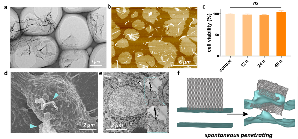 Nano Lett. | 跨膜石墨烯作为电子隧道调节细胞内氧化还原状态