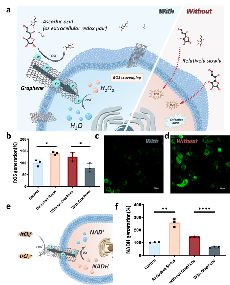 Nano Lett. | 跨膜石墨烯作为电子隧道调节细胞内氧化还原状态