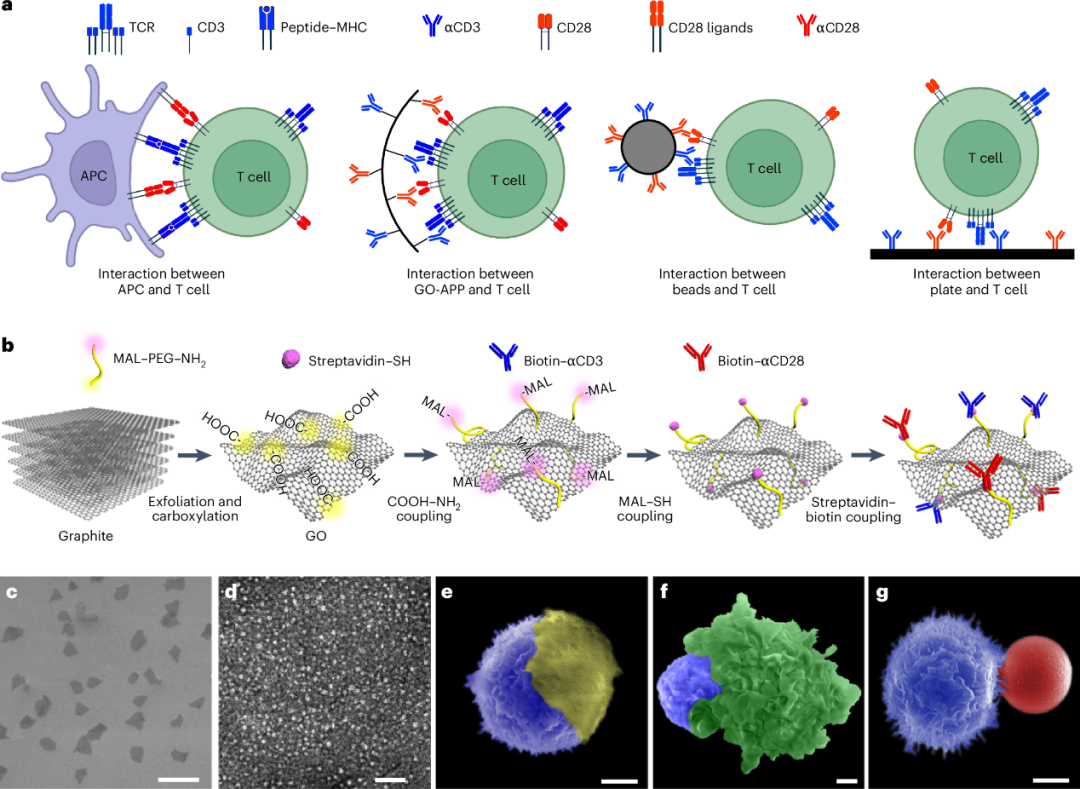 UCLA黄昱/杨莉莉Nature Nanotechnology：氧化石墨烯抗原呈递平台仿生细胞刺激助力T细胞免疫疗法