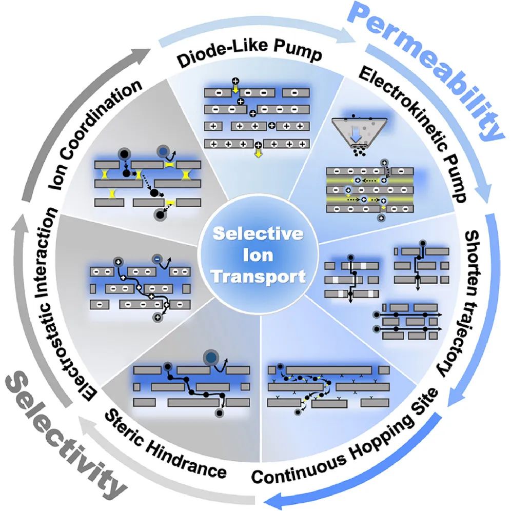 IF 17.3！二维材料膜离子选择性和渗透性的增强
