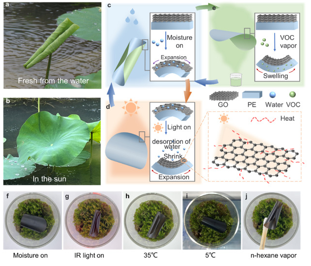 浙江大学《Carbon》：受荷叶生长启发！仿生石墨烯/聚乙烯致动器，用于艺术、仿生学、软机器人等