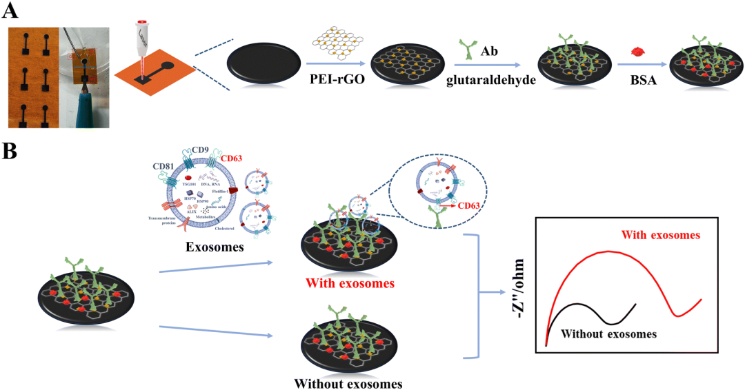 山东大学韩琳/张宇团队: 乳腺癌外泌体高灵敏检测的复合石墨烯芯片