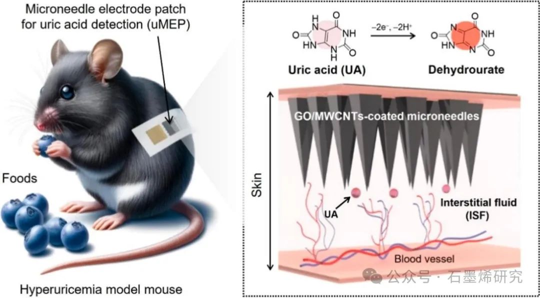 浙江大学Lin Zhou和Bin Su课题组--氧化石墨烯和碳纳米管修饰的微针电极贴片用于高尿酸血症患者的持续尿酸监测和饮食管理