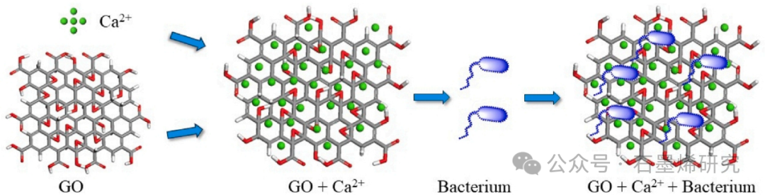 中国地质大学工程技术学院Guowang Tang等--钙促进细菌在氧化石墨烯表面的吸附和沉淀