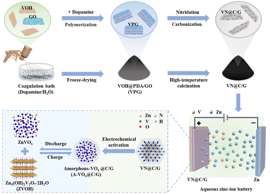 『水系锌电』南工大孙庚志/兰大周金元AFM：非晶氧化钒/氮掺杂碳壳/石墨烯异质结构助力高性能水系锌离子电池