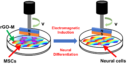 SCMs|还原氧化石墨烯介导的磁电效应诱导间质干细胞的神经分化